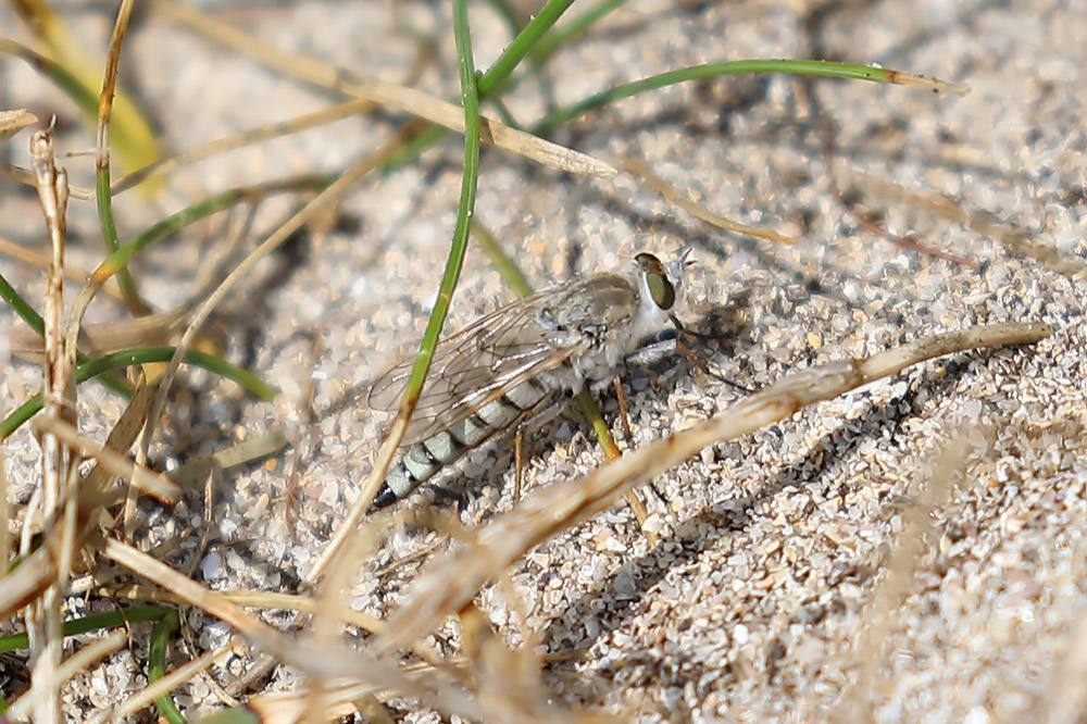 Acrosathe annulata